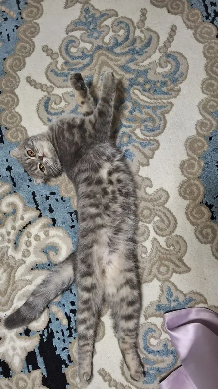 Zotli mushuk sotiladi 4 Zotli mushuk sotiladi 4