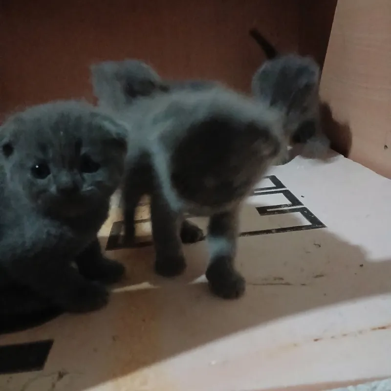 Котята веслоухие продоеться осталос 2шт — фото 2