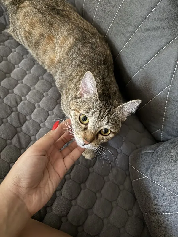 Отдаю в заботливые руки кошечку 2