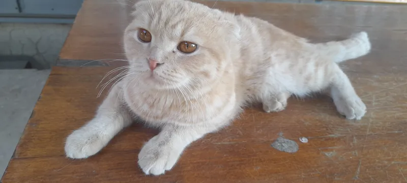 scottish fold sotiladi erkak 1yosh toza 4 scottish fold sotiladi erkak 1yosh toza 4