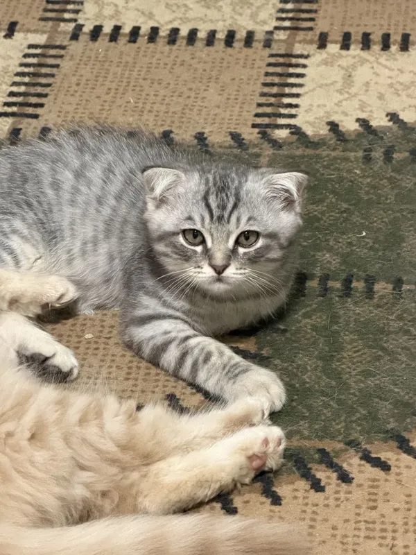 Продаются котата скотиш фолд 1 Продаются котата скотиш фолд 1