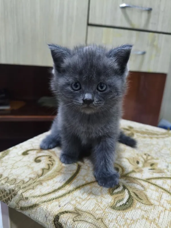Котята скотиш фолд