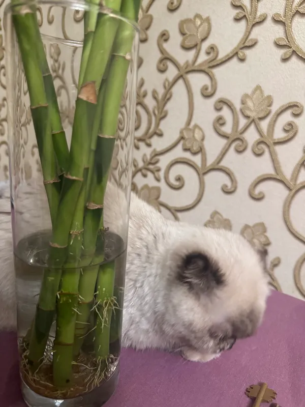 Кошка продается породистая — фото 5