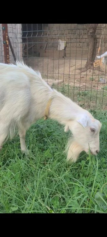 Sutli echki sotiladi 2 Sutli echki sotiladi 2