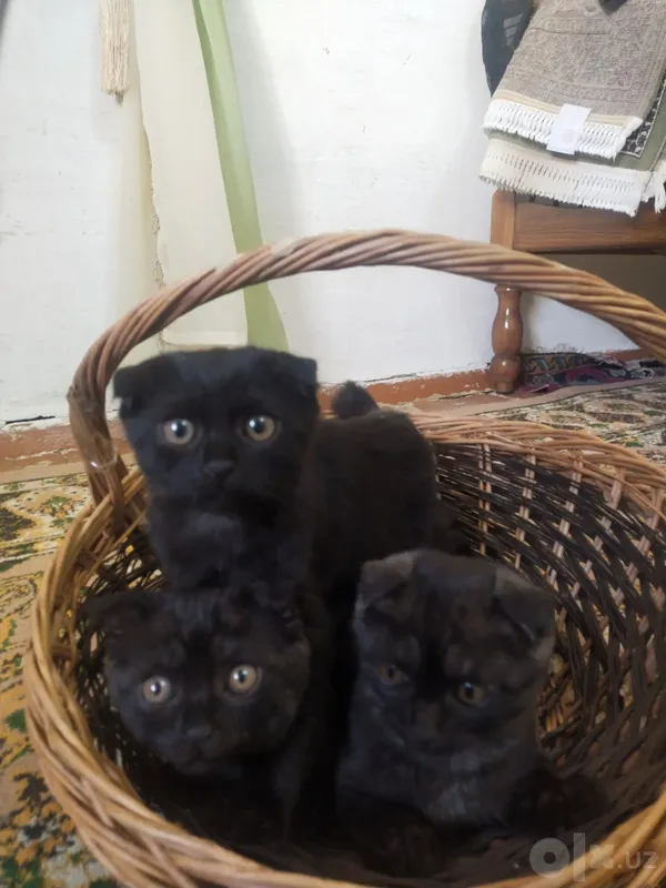 Британский скотиш фолд 4 Британский скотиш фолд 4