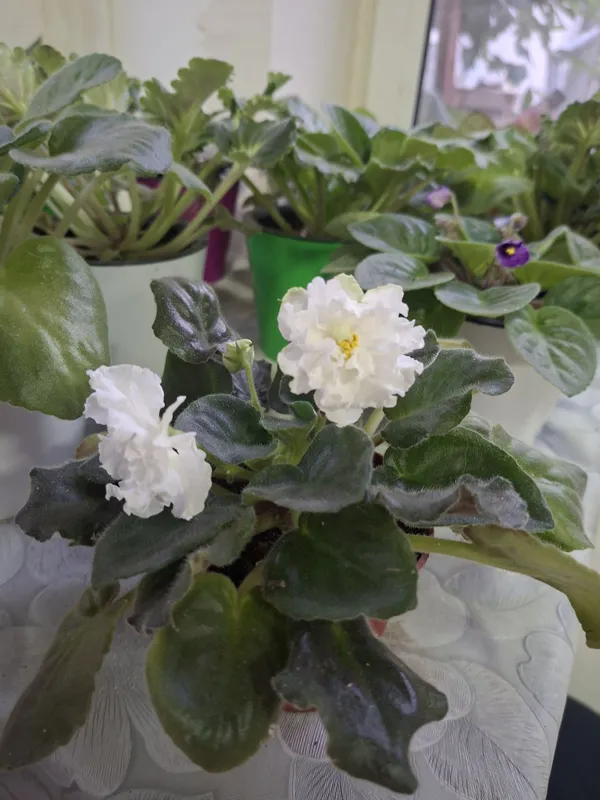 Фиалки на продажу 3 Фиалки на продажу 3