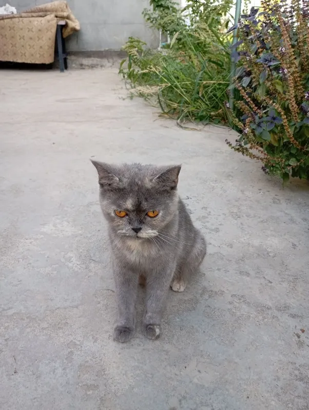 Котята британской породы — фото 5