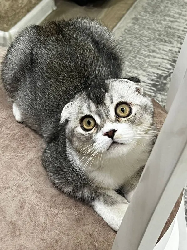 Scottish fold mushuk faqat AYOLLARGA! 2 Scottish fold mushuk faqat AYOLLARGA! 2