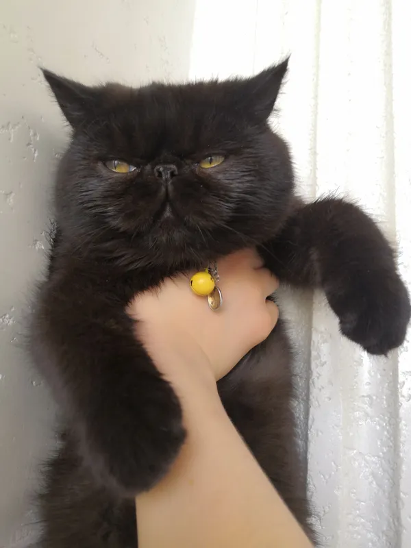 erkak mushuk sotiladi