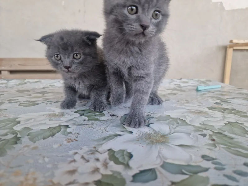 "Scottish fold" parodali mushukchalar — фото 1