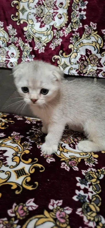 Котята Порода: Скоттиш Фолд — фото 1