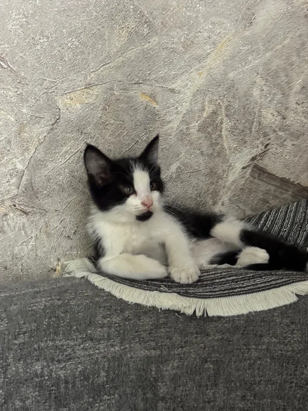 Котята маленькие домашние 1 Котята маленькие домашние 1