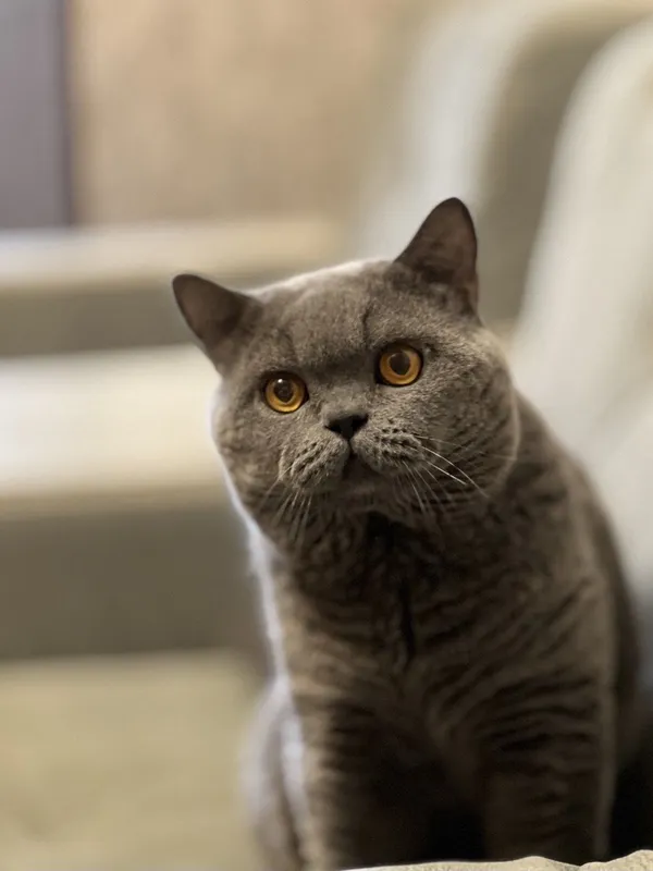 Вязка! Чистокровный британский кот, shorthair. — фото 1