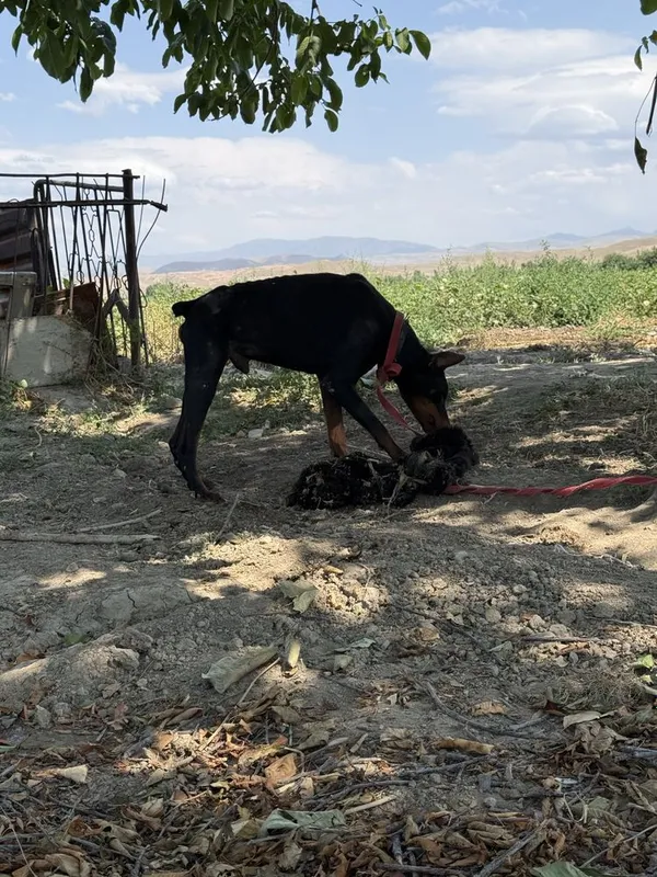 Doberman sotiladi erkak 4