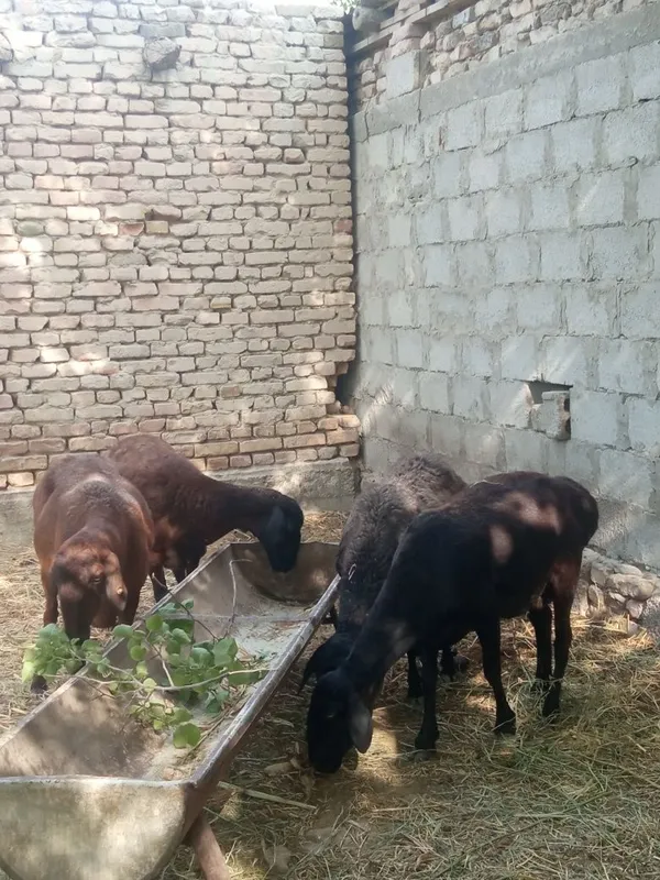 Qoʻylar sotiladi 3 Qoʻylar sotiladi 3