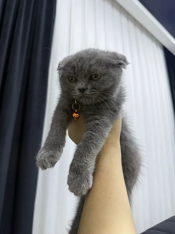 Котенок скоттиш-фолд 2 Котенок скоттиш-фолд 2