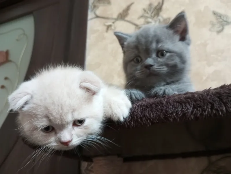 Британцы:Скотиш Фолд 4 Британцы:Скотиш Фолд 4