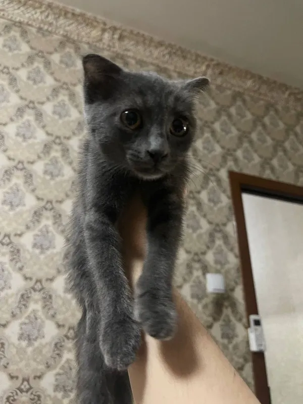 Кошка русская голубая 2 Кошка русская голубая 2