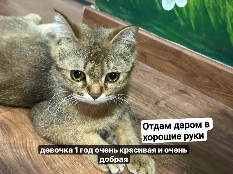 Кот и кошка британские шиншиллы 8 Кот и кошка британские шиншиллы 8