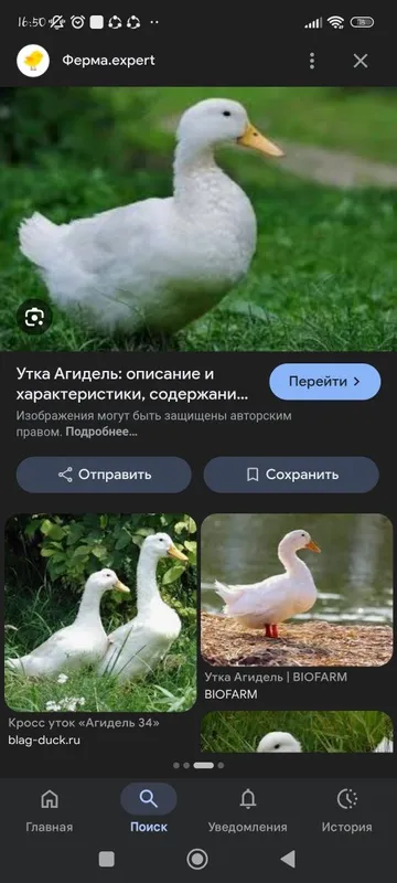 Продаются гуси индоутки 5 Продаются гуси индоутки 5