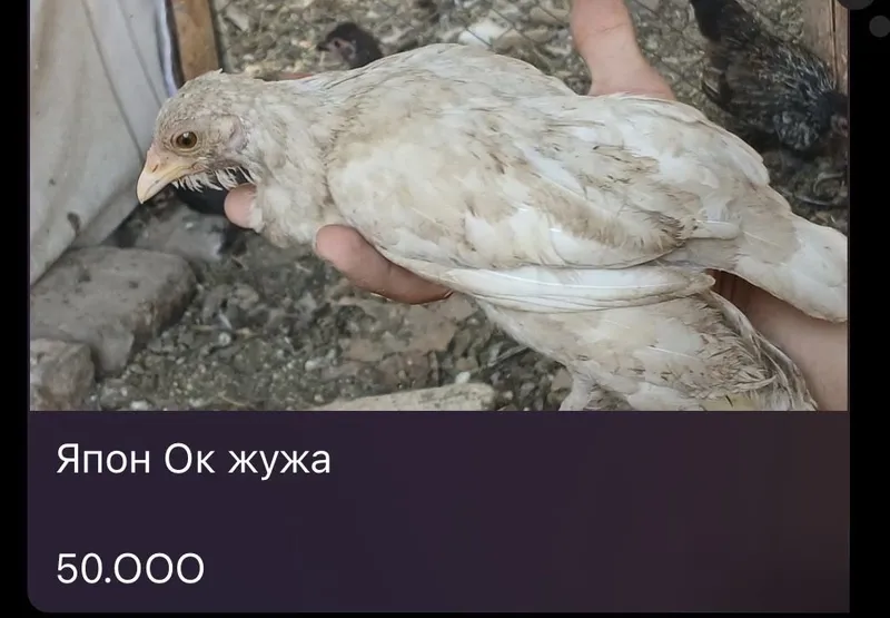 Yapon Jojalar Sotiladi Япон Жужа 5 Yapon Jojalar Sotiladi Япон Жужа 5
