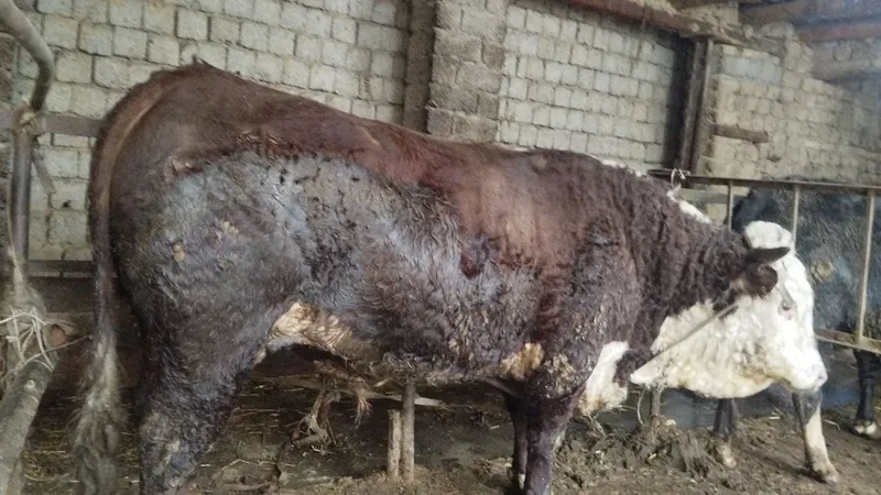 Buqa uyda boqilgan 600 kg, 700kg