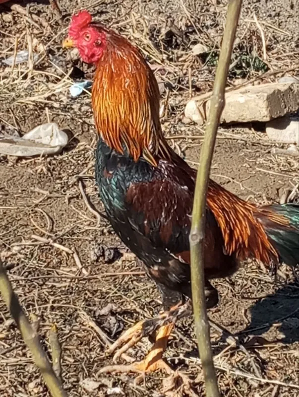 Dakan xoʻroz bor