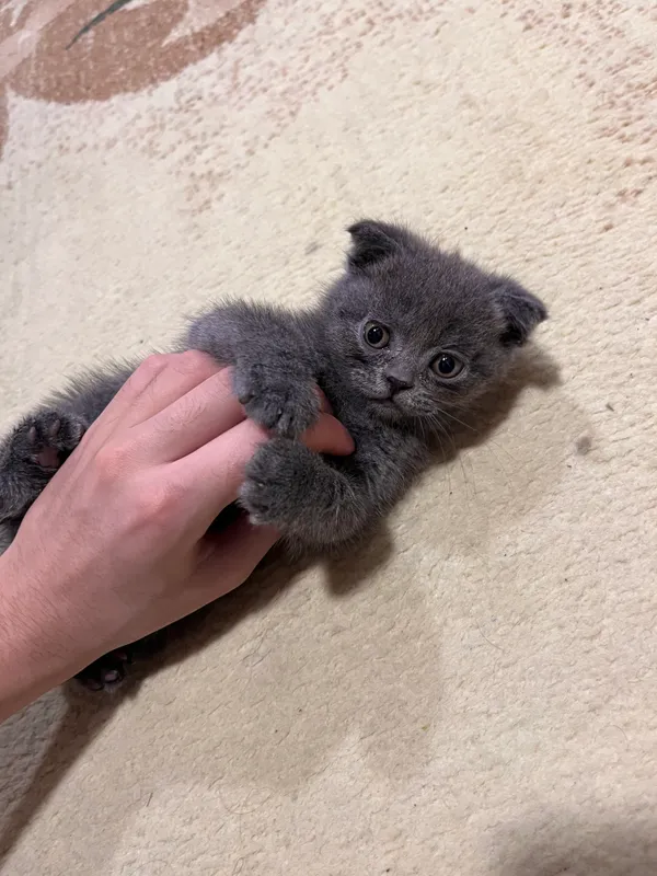 Шотландский котенок(девочка) — фото 2