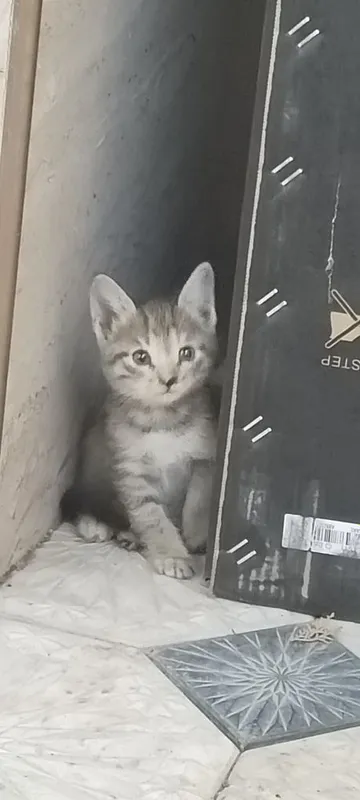 Продаются котята миленькие — фото 1