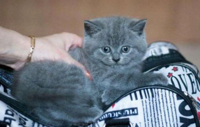 Британские котята — фото 1