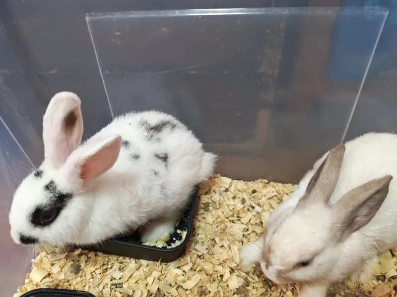 Декоративные кролики 3 месяца | Продаются парой 3