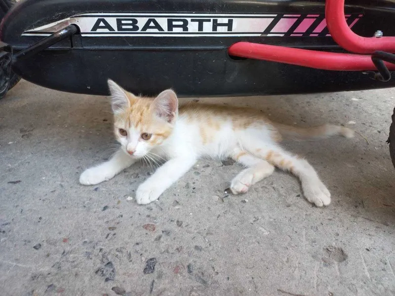 Мушук Котёнок 2 месячный добрые руки Активный здоровый и очень игривый 4 Мушук Котёнок 2 месячный добрые руки Активный здоровый и очень игривый 4