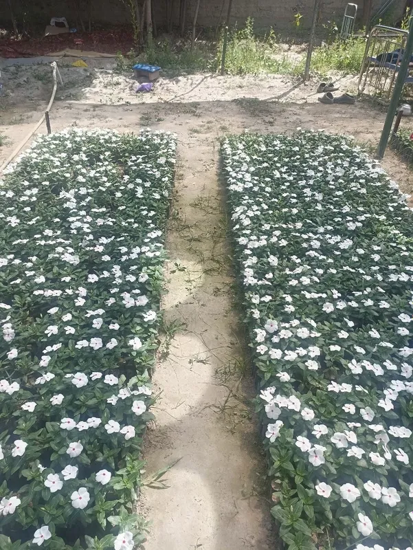 Katarantus gullari 6 Katarantus gullari 6