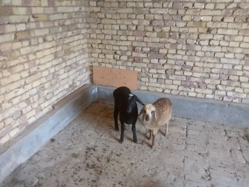 Egiz barra sotiladi 3 Egiz barra sotiladi 3