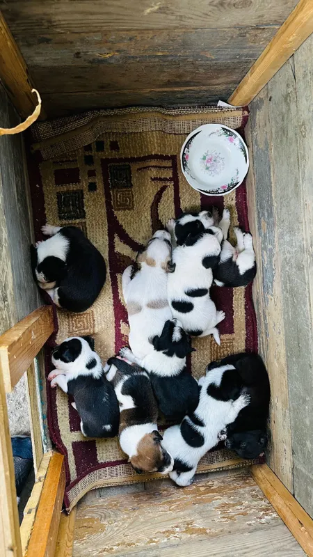 Yaxshi qo‘llarga beriladi 2 Yaxshi qo‘llarga beriladi 2