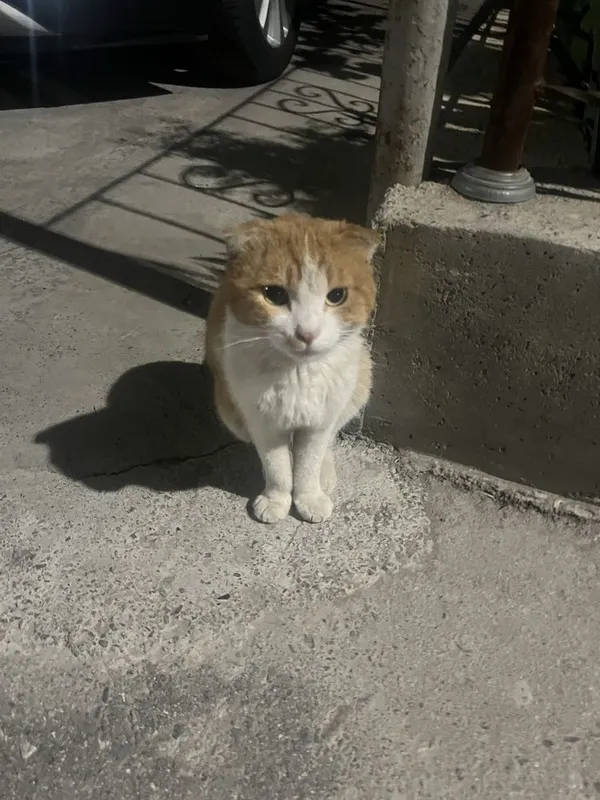 Scottish Fold uy mushugi