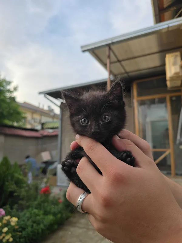 Котята ищут семьи! — фото 7