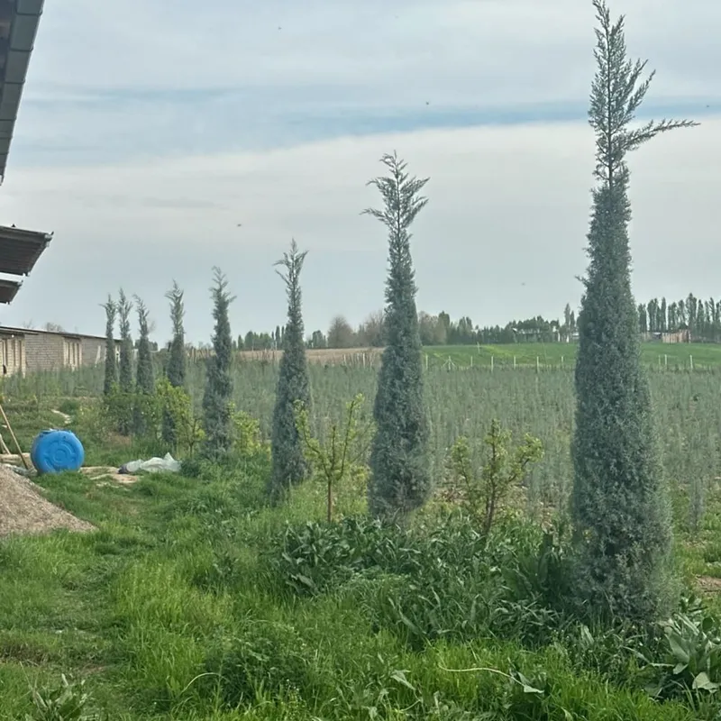 Italiya Arizona kiparislari 2 Italiya Arizona kiparislari 2
