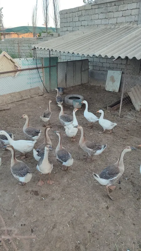 Гоз, gʻoz, ғоз, goz sotiladi 6 Гоз, gʻoz, ғоз, goz sotiladi 6