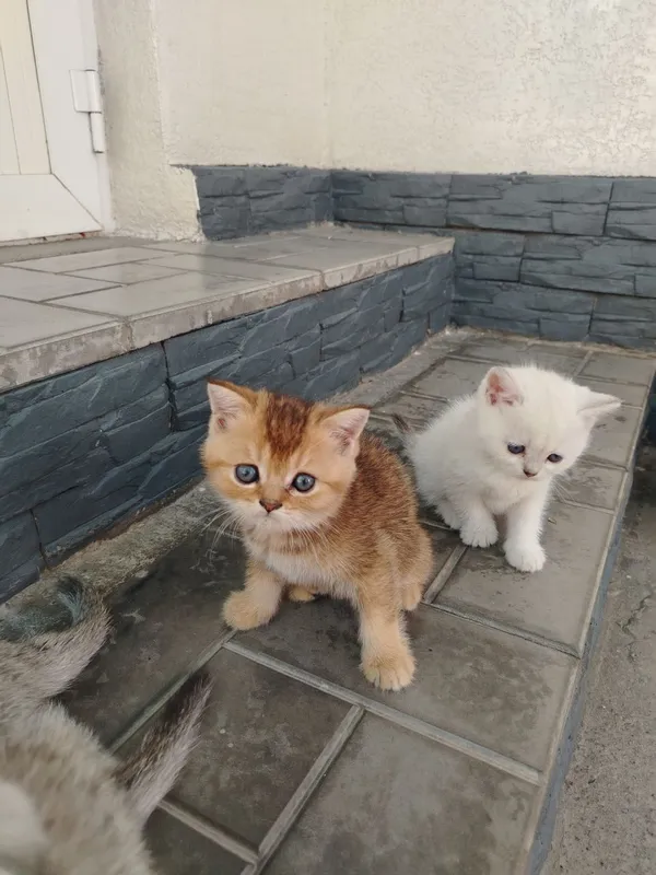 животные 3