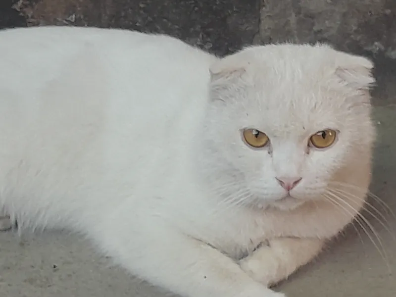 Кошка скотш 1