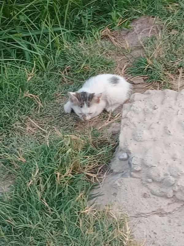 chiroyli 2