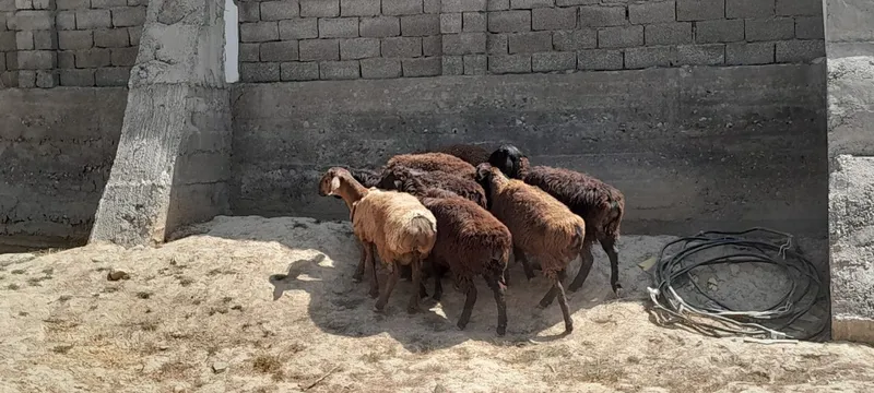 Qõchqorlar sotiladi 5 Qõchqorlar sotiladi 5