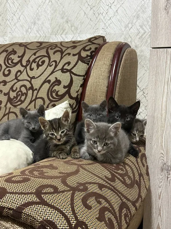 Котята здоровые для хороших рук 2 Котята здоровые для хороших рук 2