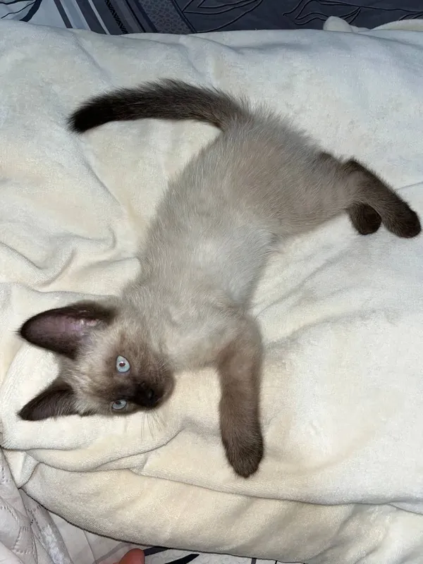 Продаётся сиамский котёнок! Возраст: 2–3 месяца. Очень красивый ок