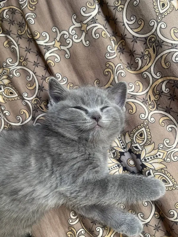 Продаётся котёнок