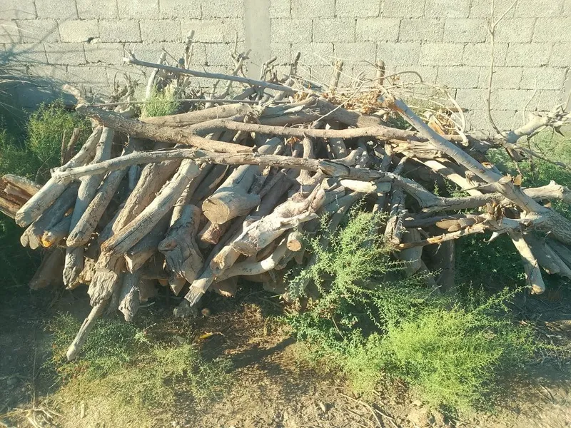 Òtin tarosha xezum sotiladi 1 Òtin tarosha xezum sotiladi 1