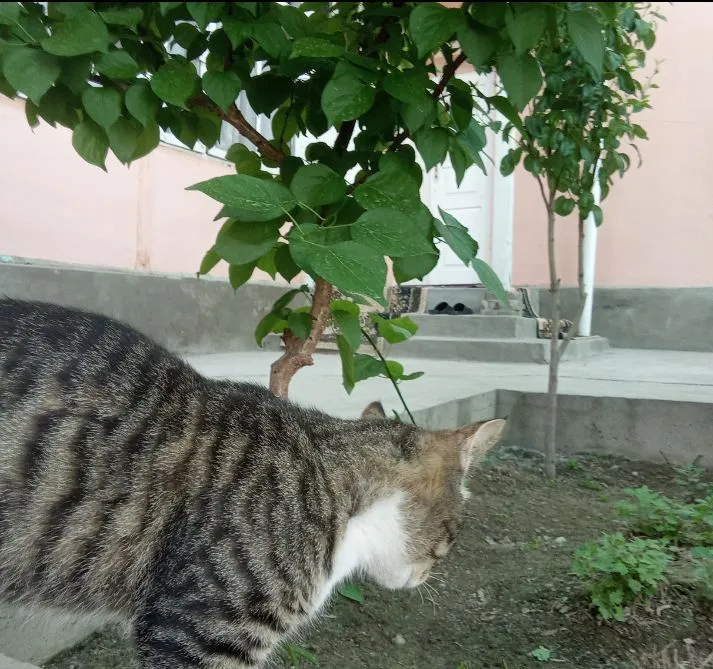 Очень ласковый домашний кот, привыкший к домашним условиям 3 Очень ласковый домашний кот, привыкший к домашним условиям 3