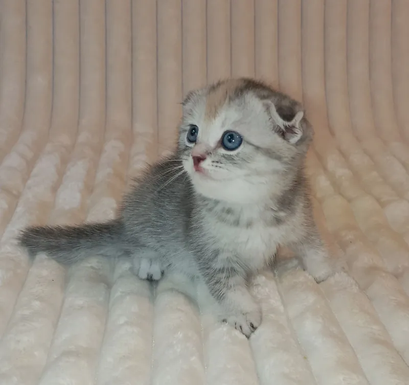 Продается шикарный котенок девочка, фолд — фото 6