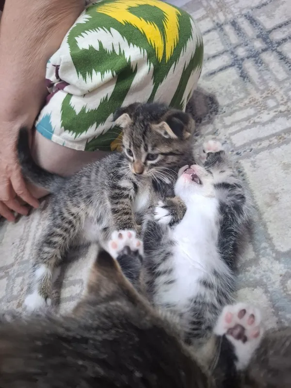 Кошка и её котята 3